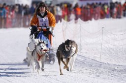 Lenk 2013
